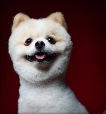 Pomerian Dog photograph before AI Draw transformation