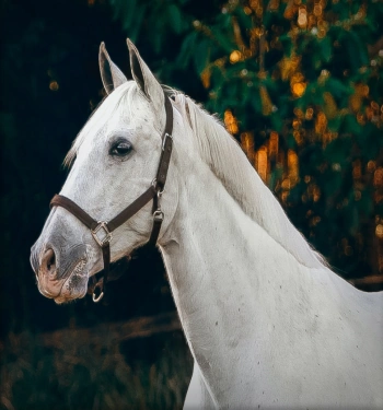 White Stallion Horse photograph before AI Draw transformation