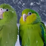 Bird in the snow 