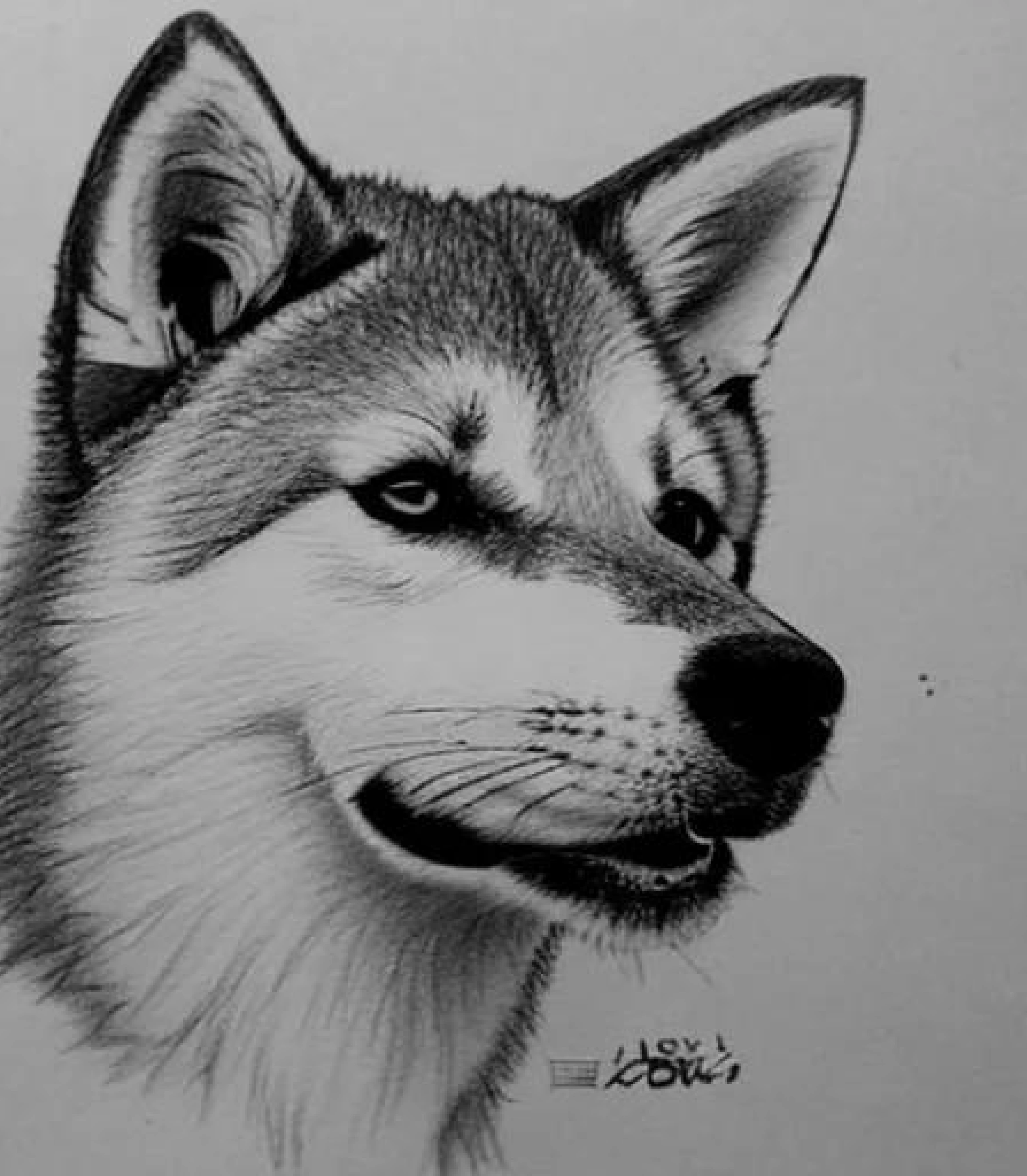 Akita in Monochrome pencil sketch style and Bowtie created using AI Draw our online AI Art generator