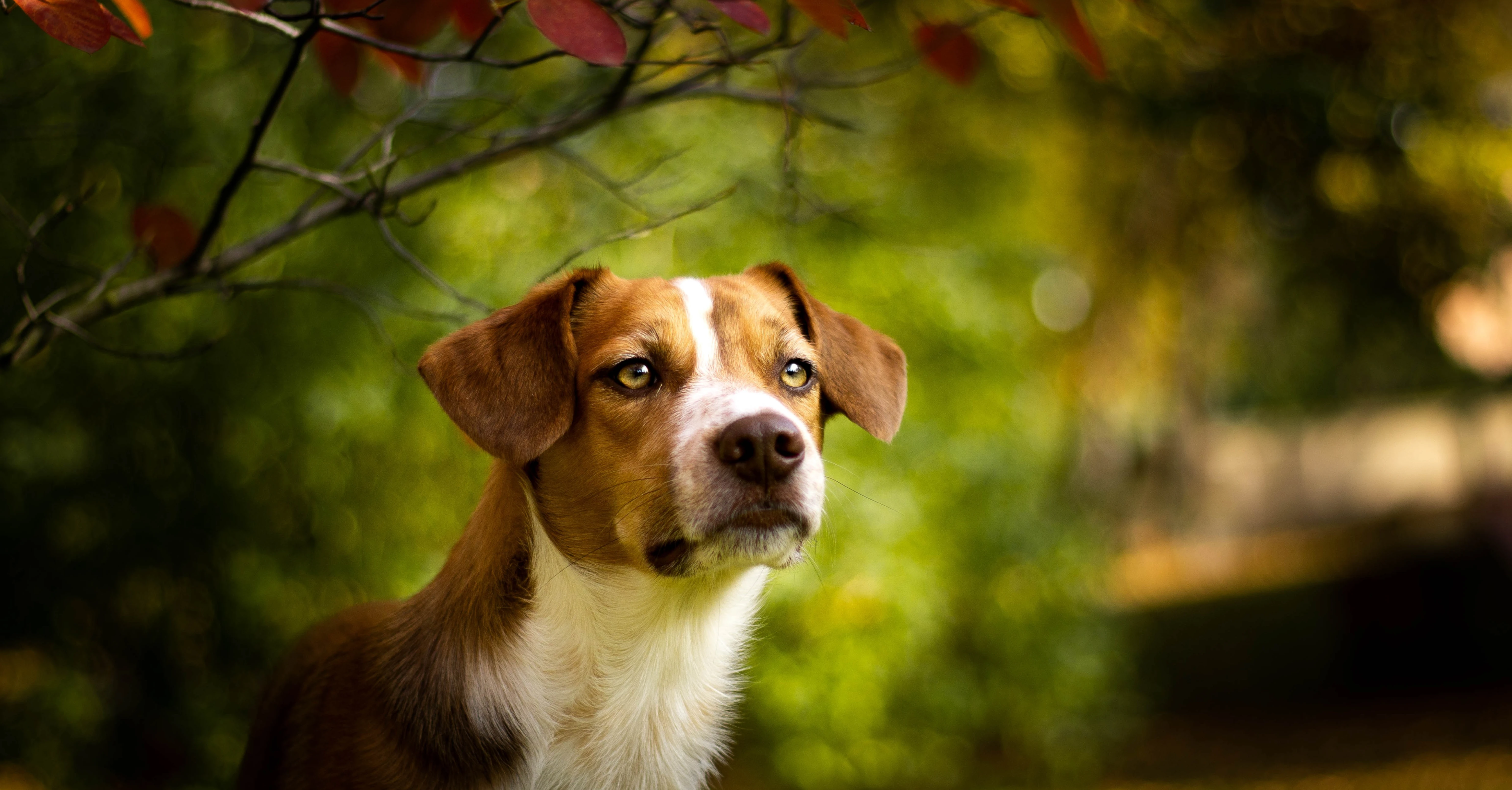 Beagle Photo on Unsplash