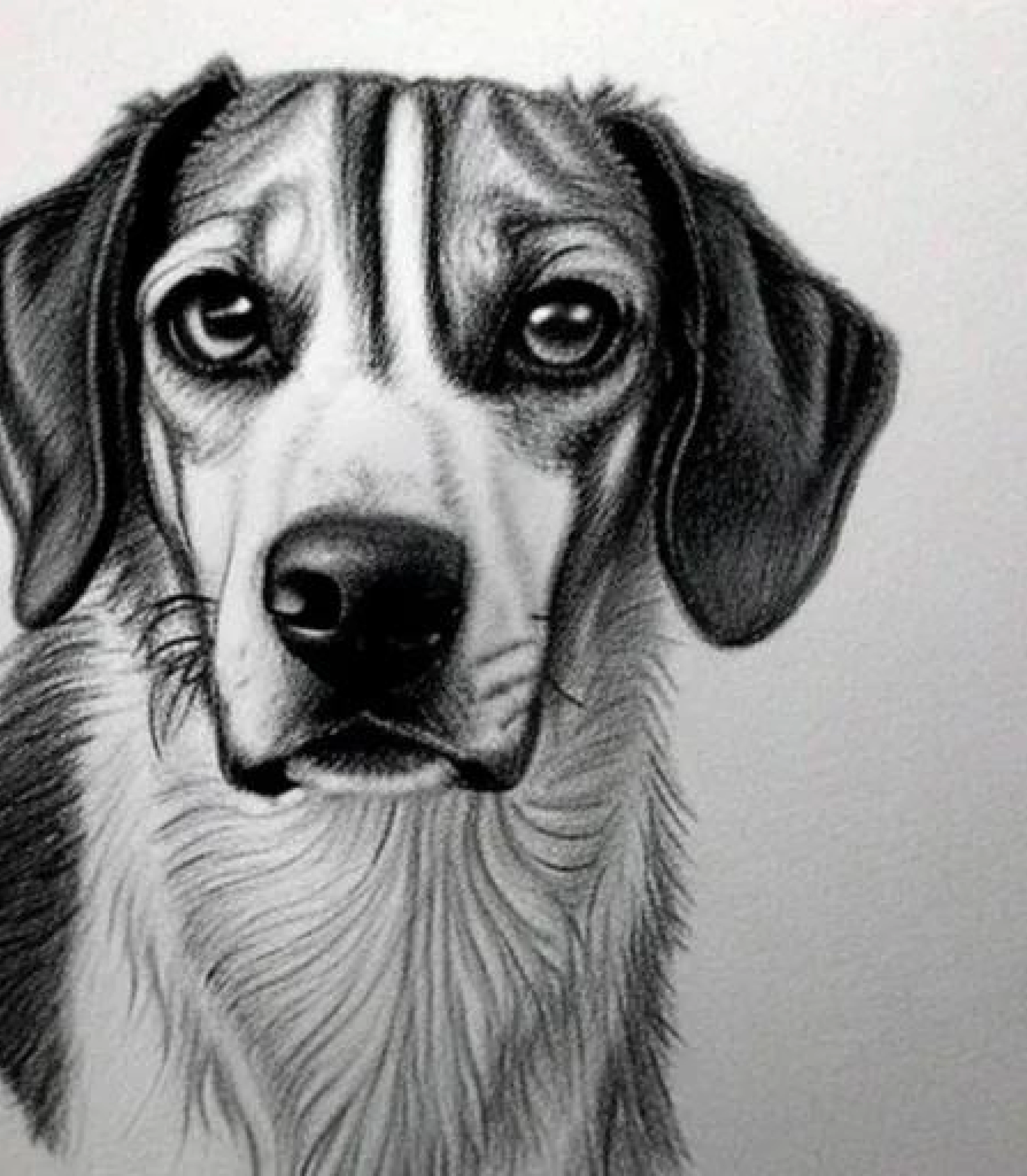 The Beagle : a Charming , Charismatic , and Loyal companion | A ...