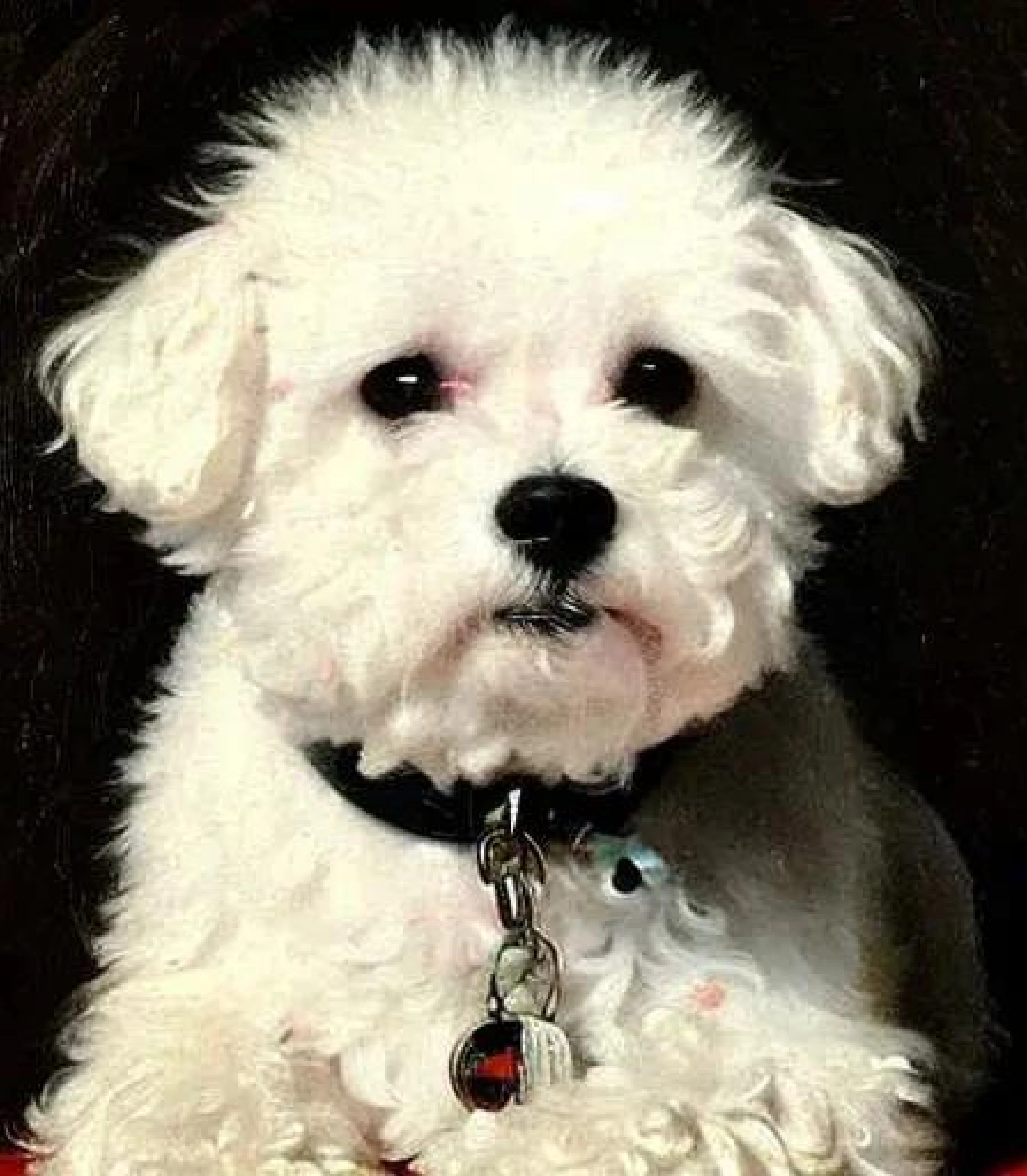 The Bichon Frise: A Review of This Charming Companion