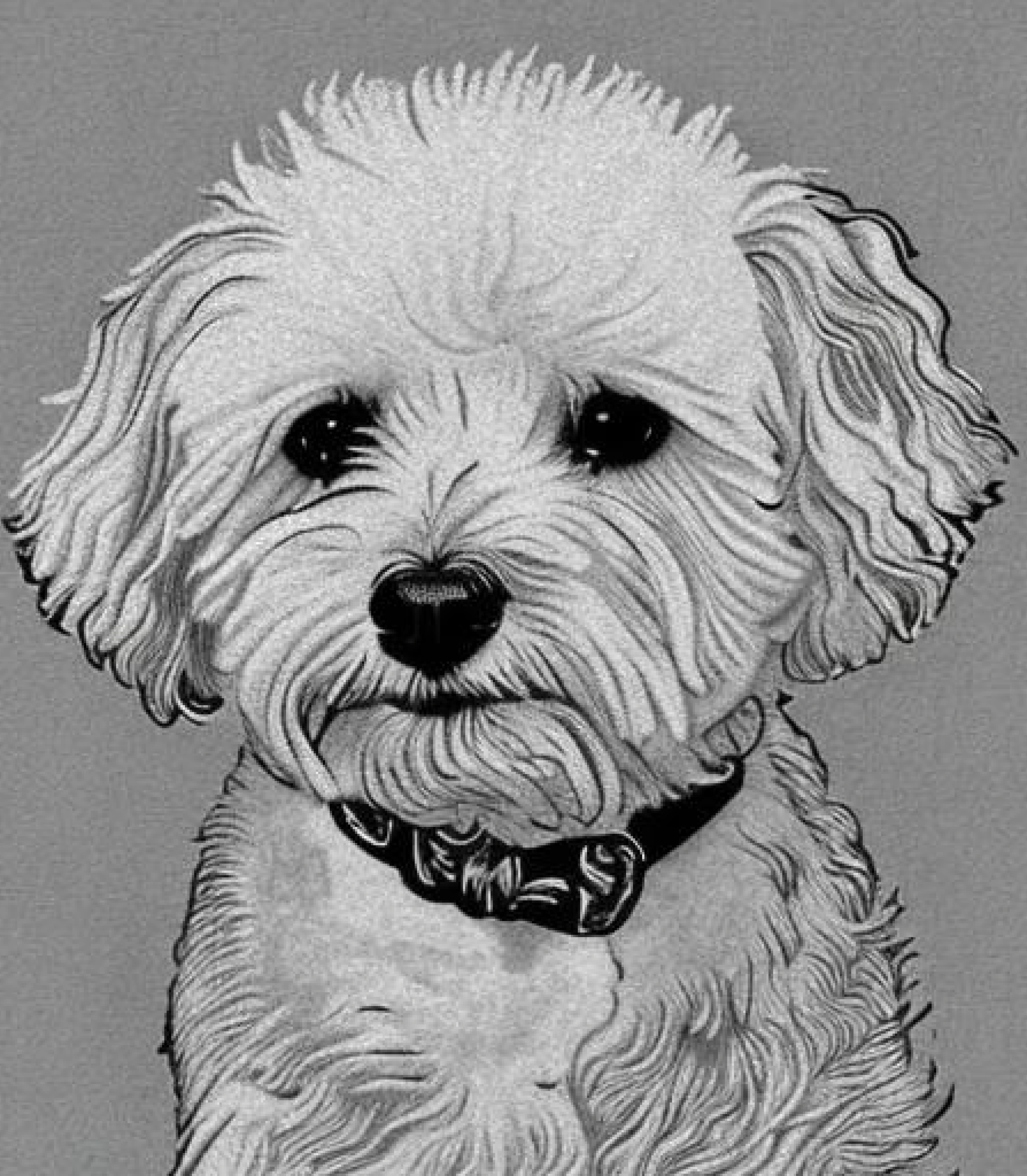 Bichon Frise in Monochrome pencil sketch style and Bowtie created using AI Draw our online AI Art generator