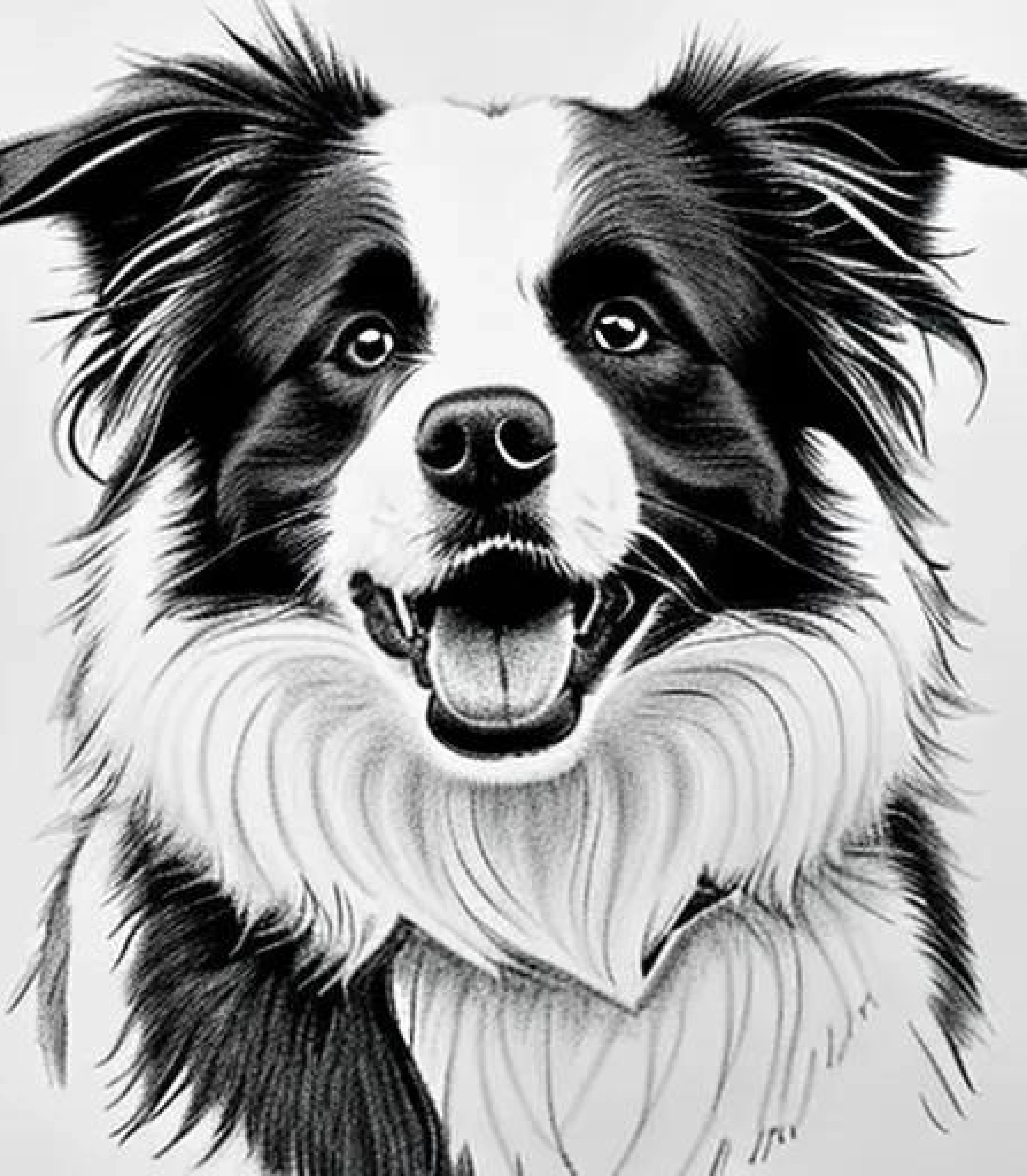 Border Collie in Pencil Sketch style created using AI Draw 