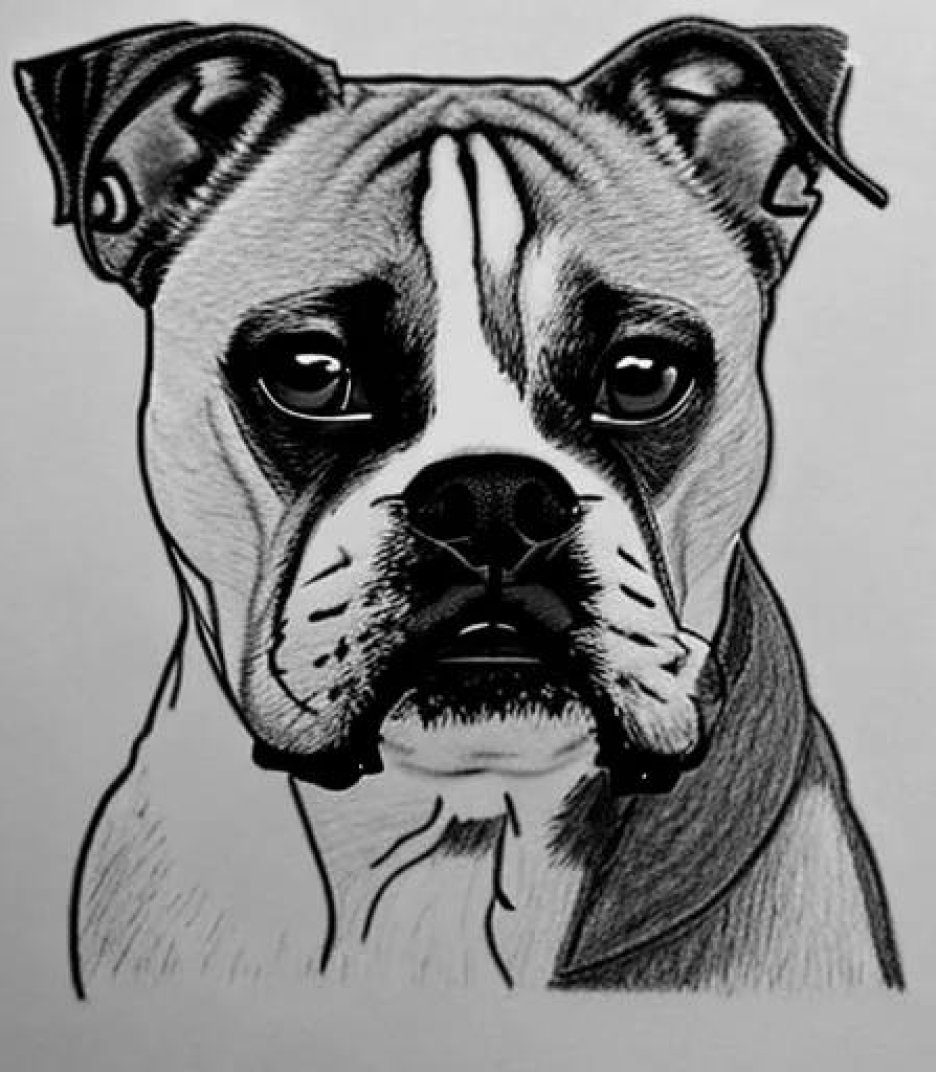 Boxer in Hand Drawn sketch style created using AI Draw 