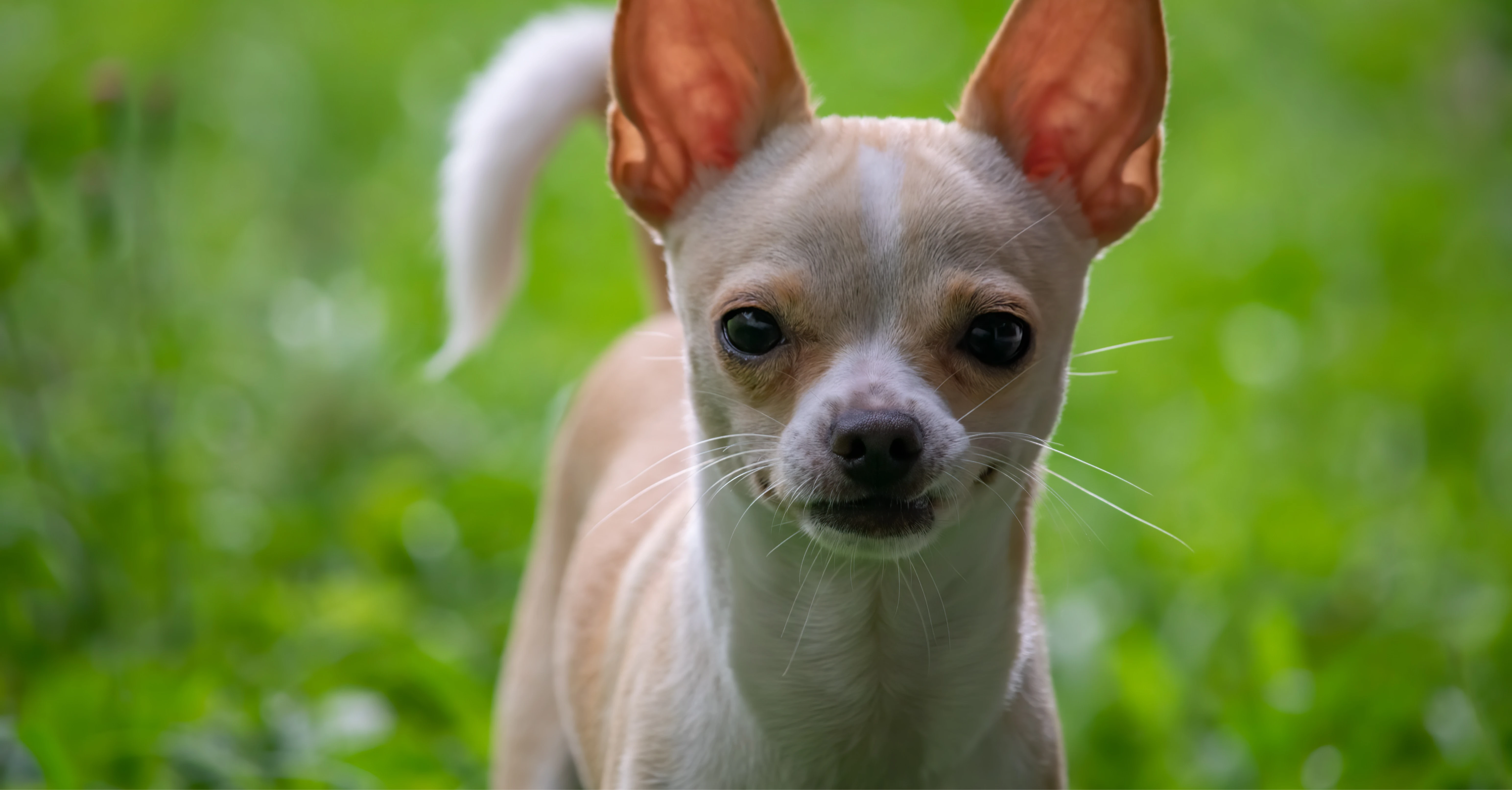 Chihuahua Photo on Unsplash
