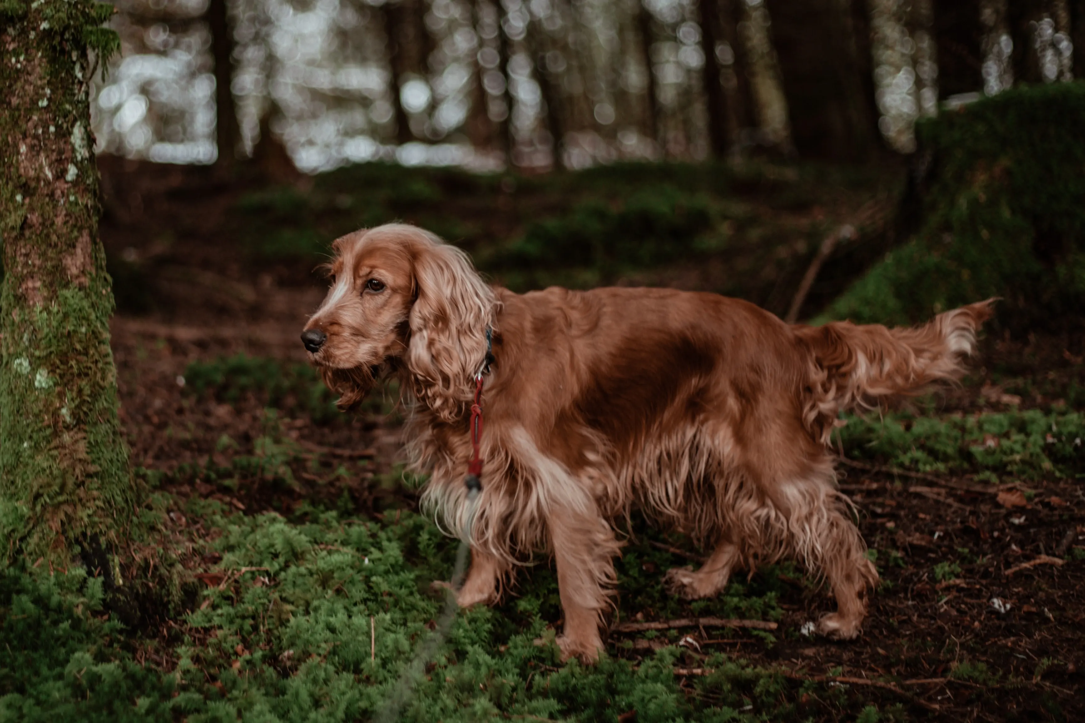 Cocker Spaniel in the Forest picture Photo By Kajetan Sumila on Unsplash