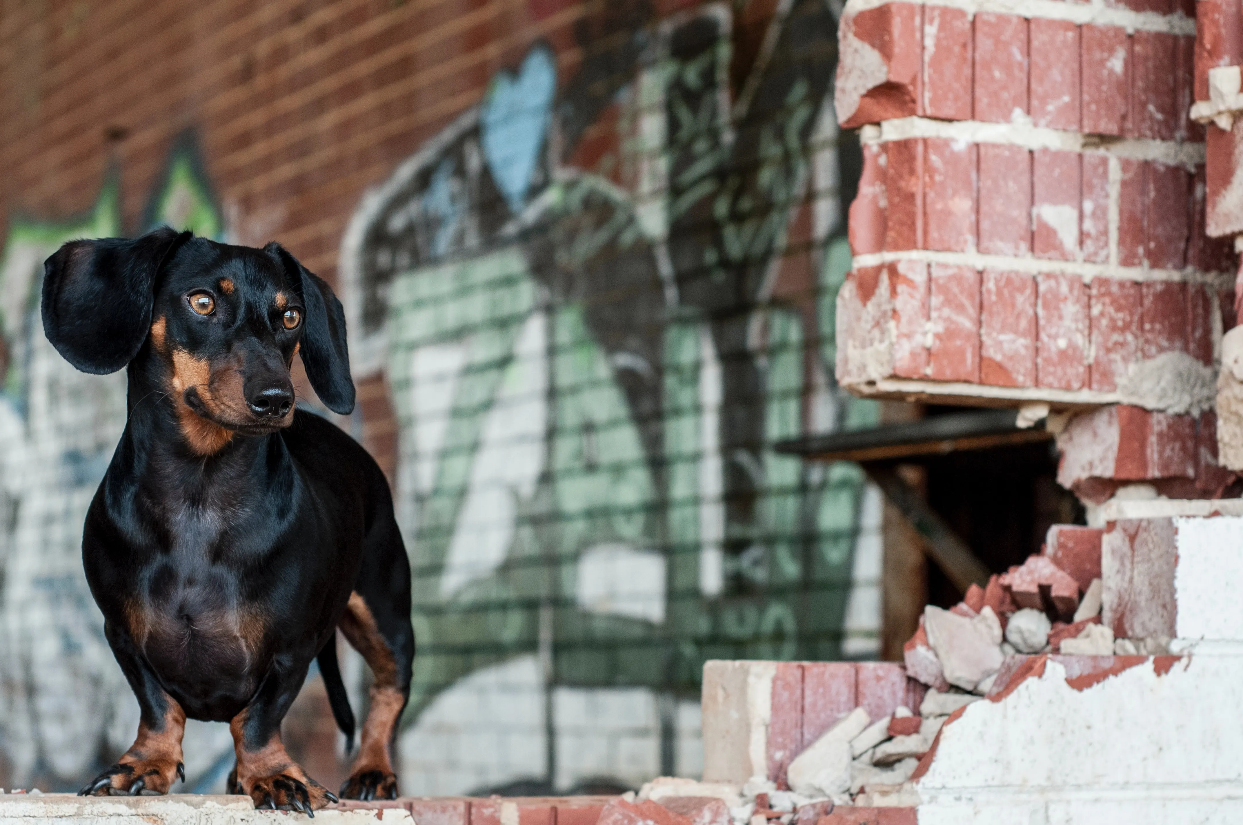 Dachshunds Cover Photo from Unsplash