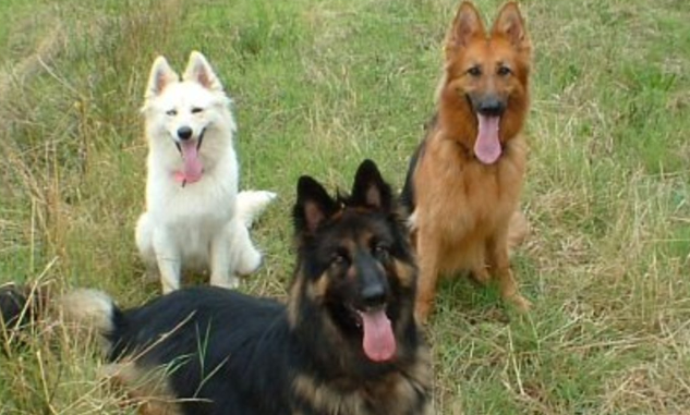 Group of German Shepherd Dogs