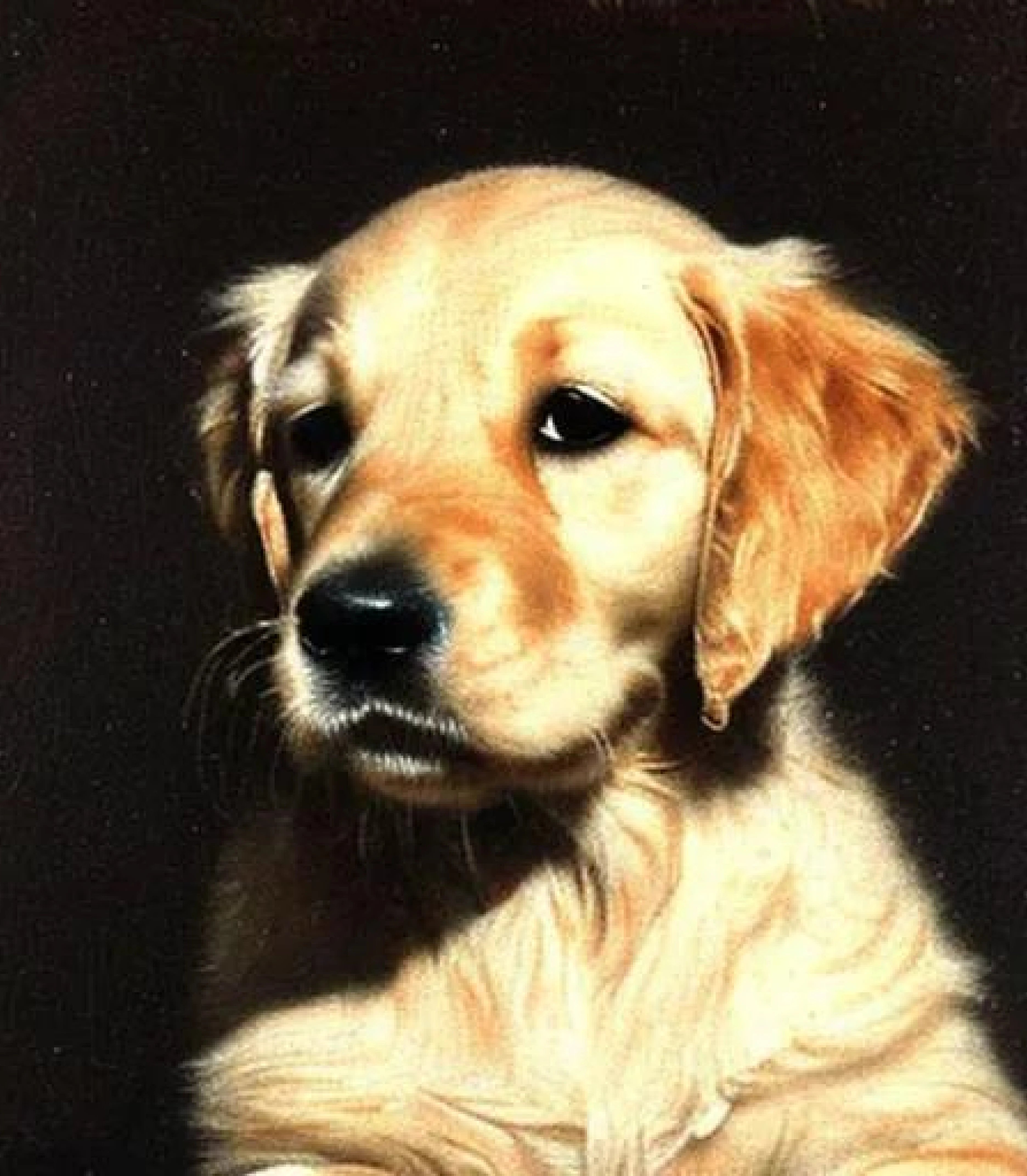 Golden Retriever in Baroque painting style created using AI Draw our online AI Art generator 