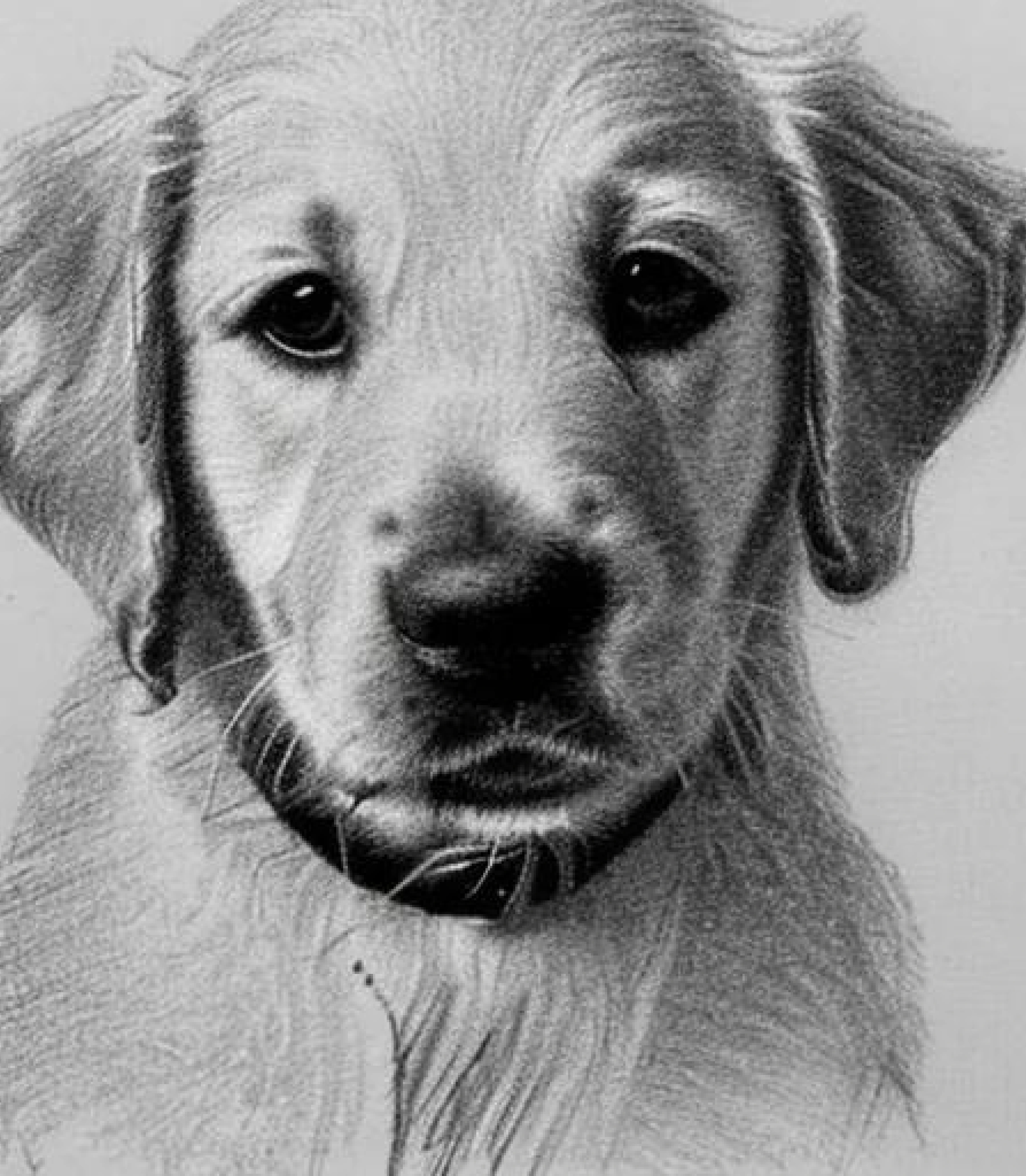 Golden Retriever in Monochrome pencil sketch style and Bowtie created using AI Draw our online AI Art generator