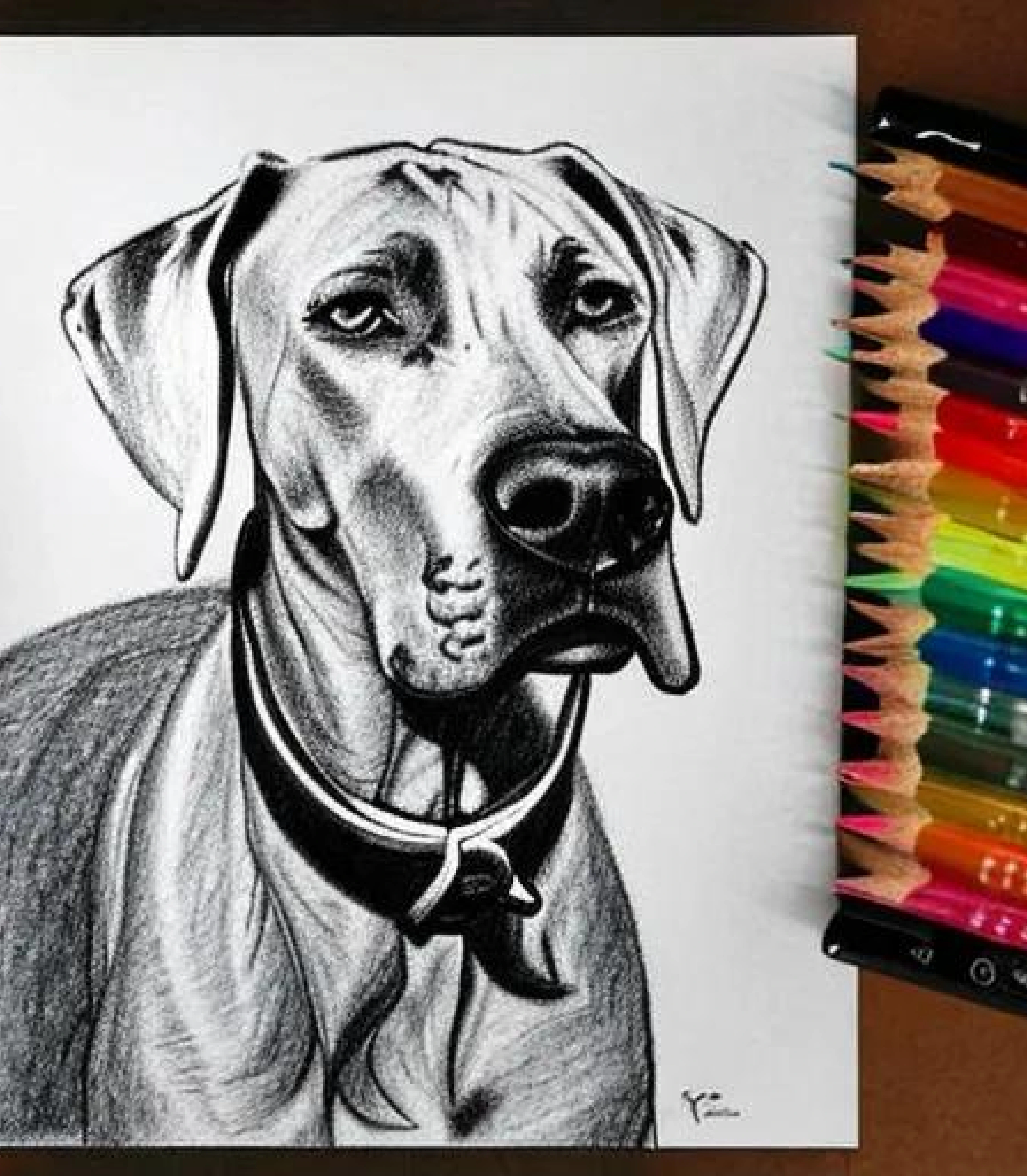 Great Dane in Coloured pencil sketch created using AI Draw our online AI Art generator