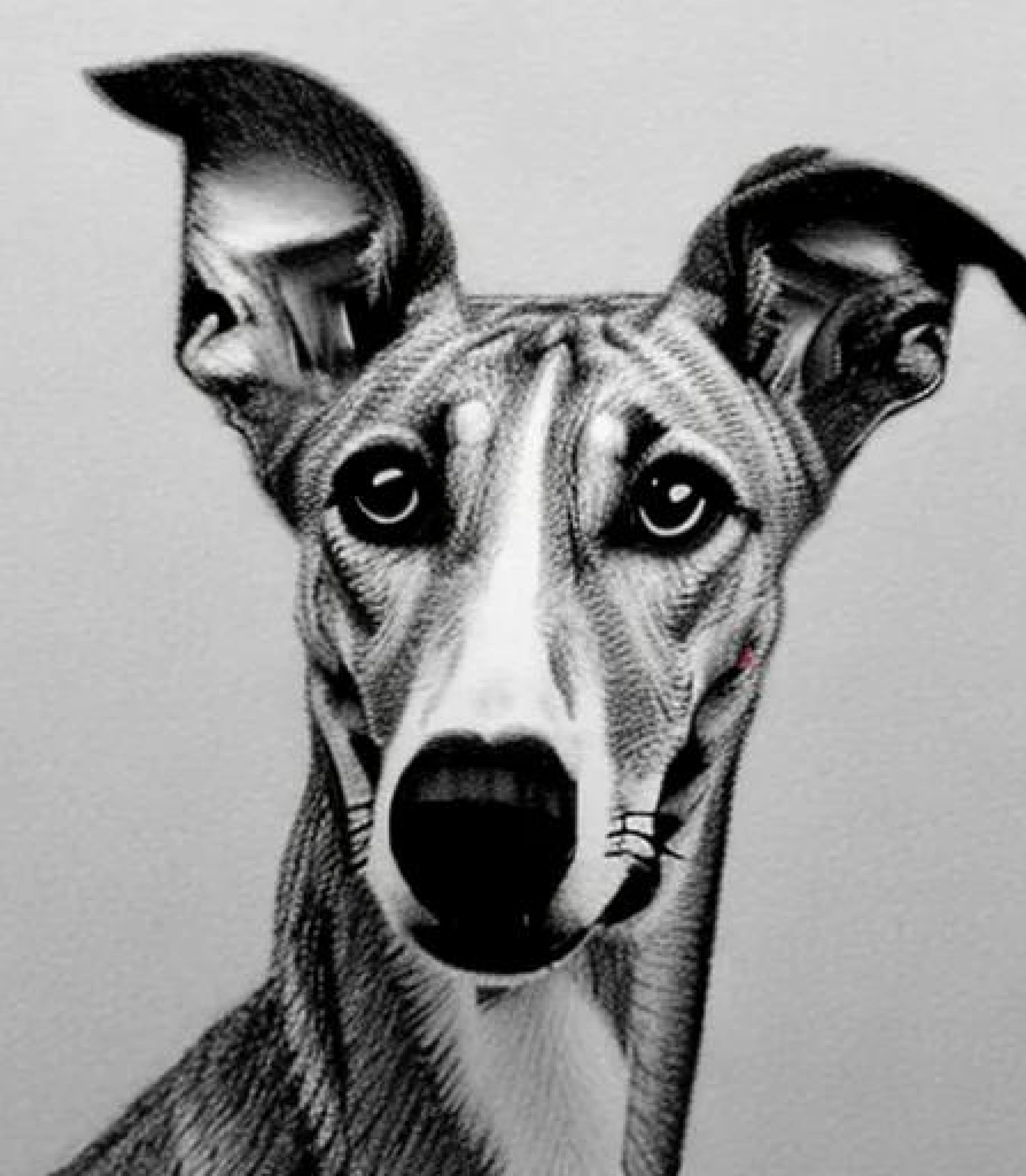 GreyHound in Monochrome pencil sketch style and Bowtie created using AI Draw our online AI Art generator