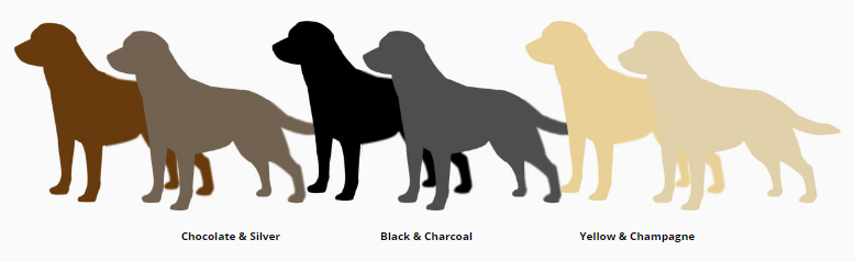 Labrador Dogs in a range of different colours