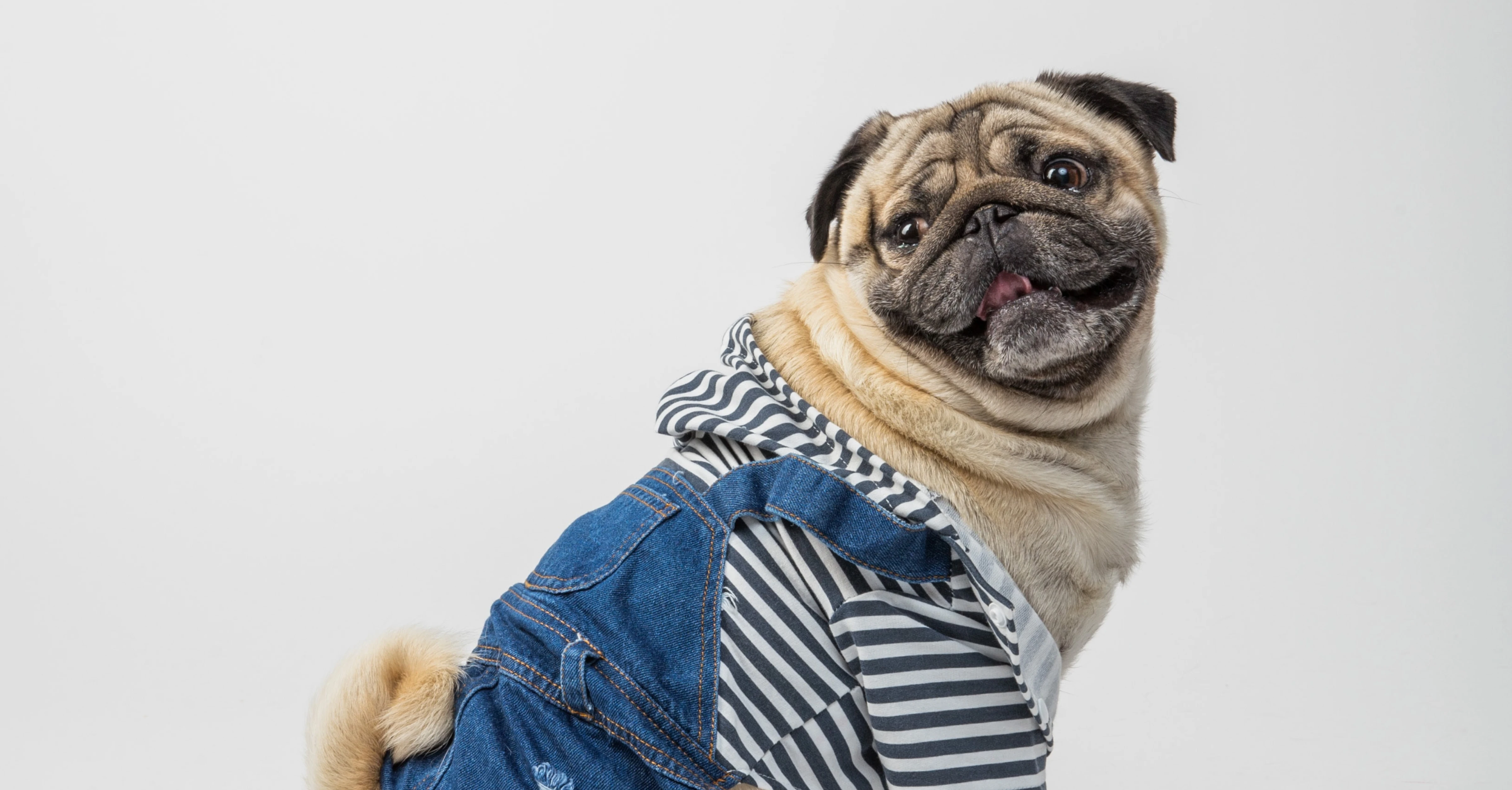 Pug Cover Photo from Unsplash