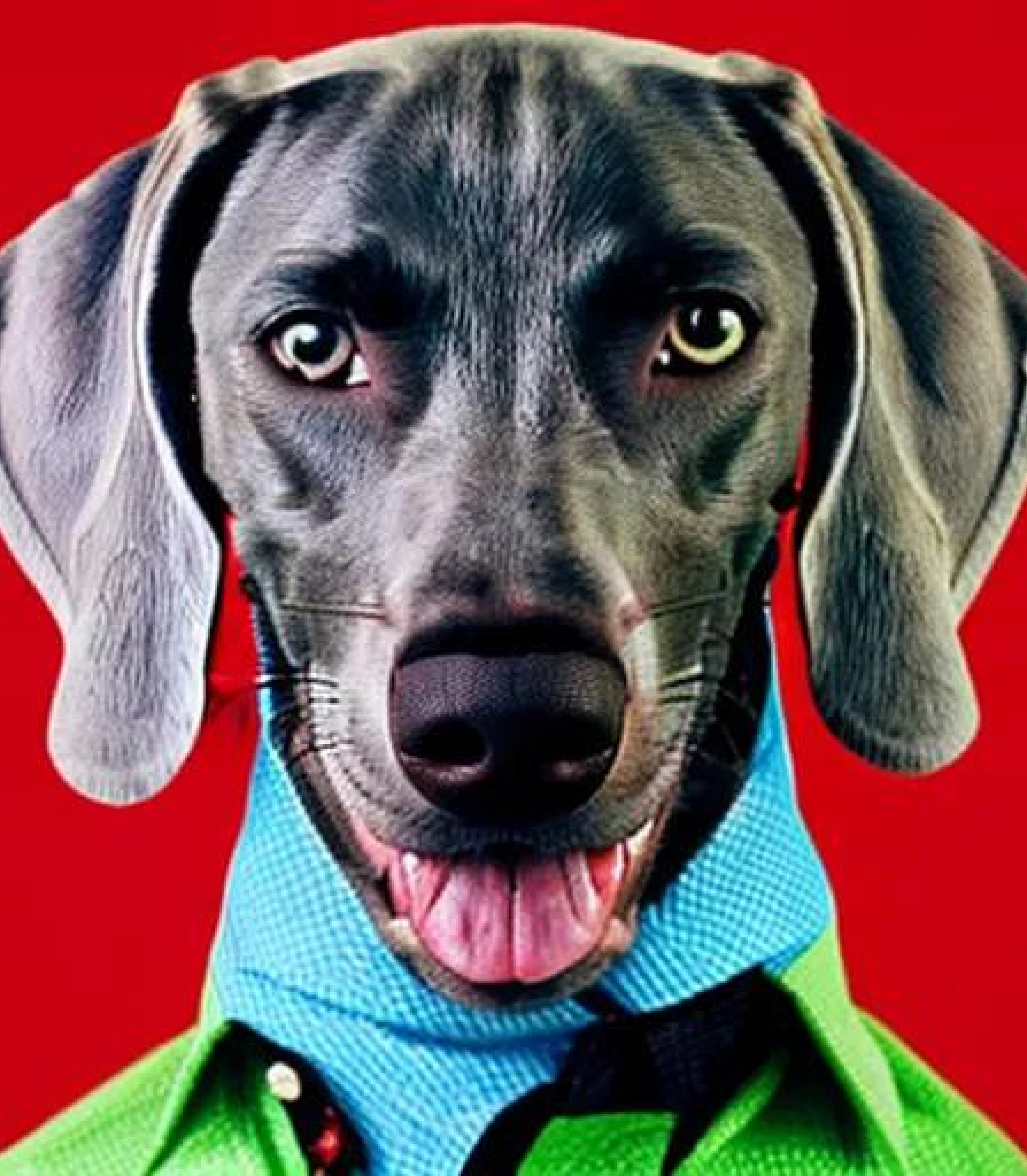 Weimaraner in Funky colourful photoshoot created using AI Draw our online AI Art generator