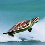 Surfing Turtle